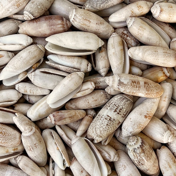 Lettered Olive Shells from Florida Beaches. Oliva Sayana Seashells, Packages of 1, 10, 20, 40 Shells. Sizes 1 7/8 to 2 1/8 inches