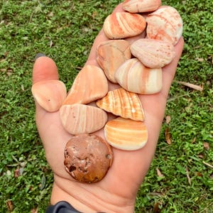 18 Tumbled seashell fragments, Natural Seashell Tiles. Orange color shells from Florida Beaches. Sizes 1 to 2 1/8 inches (longer side)