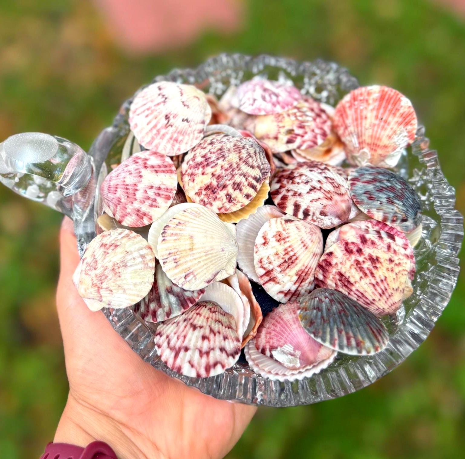 Vibrant Calico Scallop Shells, Colored Calico Pectin Seashells From ...