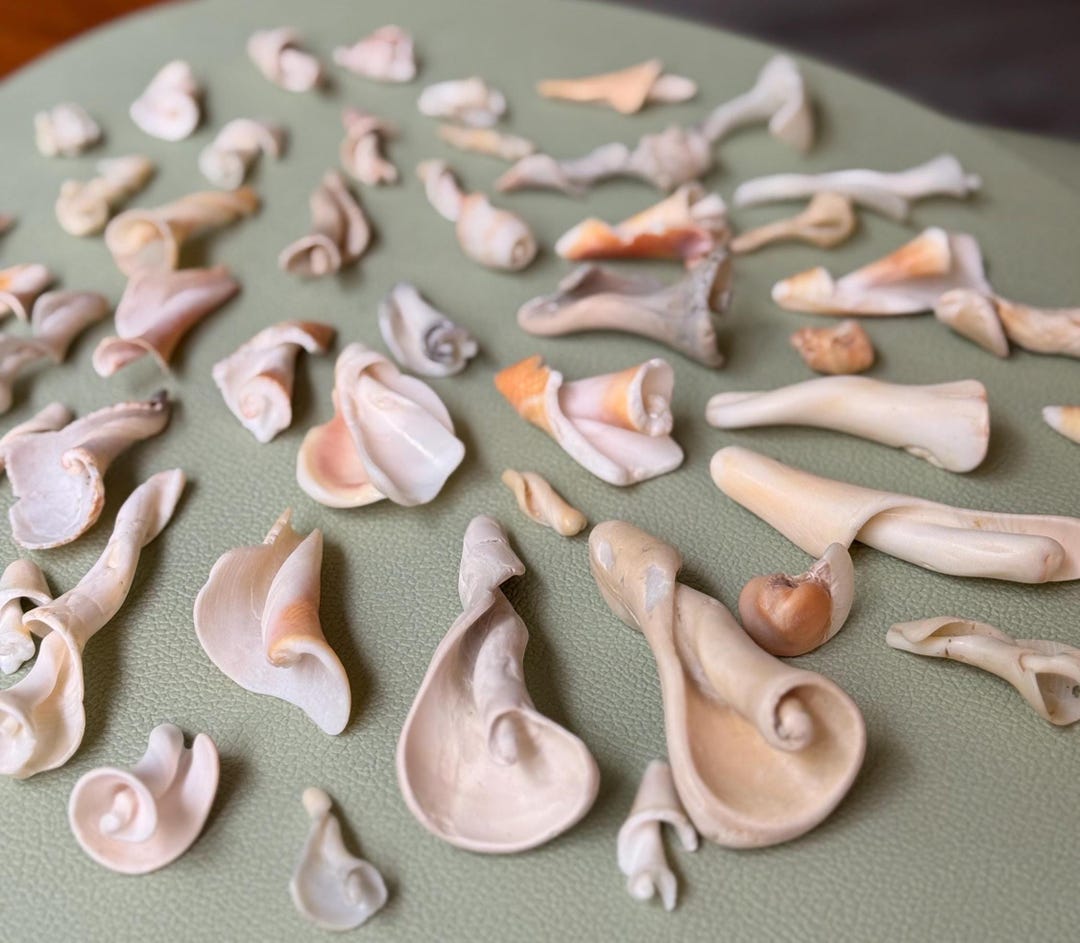 Twisty Shells Collection, Pack of 40 Rose Shells From Florida, Pencil ...
