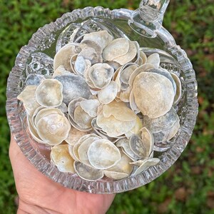 May include: A clear, cut-glass bowl filled with numerous small, off-white seashells. The bowl has a handle and is held in a person's hand against a blurred green background. The shells vary in color from light beige to gray.