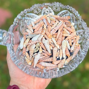 Auger Cone Sea Shells van de stranden van Florida. 20 kegelschelpen per verpakking. Maten van 1/2 tot 1 5/8 inch
