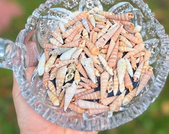Auger Cone Sea Shells from Florida Beaches. 20 Cone Shells per Package. Sizes from  1/2 to 1 5/8 inch