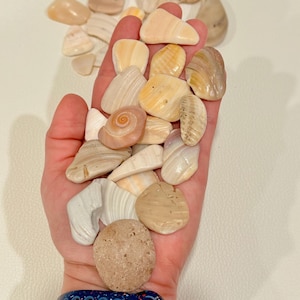 May include: A collection of various seashells in shades of beige, cream, and tan. The shells vary in shape and size, with some displaying spiral patterns and others smooth textures. A few small, rounded stones are also present.