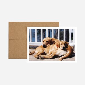 2匹の犬への励ましのグリーティングカード