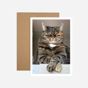 Carte drôle d’anniversaire de chat, vieillissement gracieusement