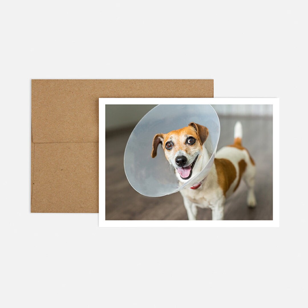Avanti Press Frowning Beagle Get Well Card - Funny Dog Greeting Card