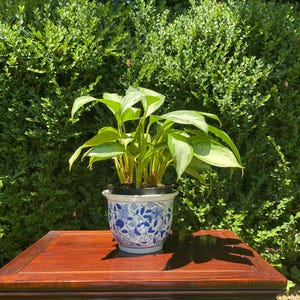 May include: A potted plant with vibrant green and light variegated leaves sits in a white ceramic planter decorated with a blue floral pattern. The plant features multiple stems and broad, pointed foliage, while the pot has a flared rim.