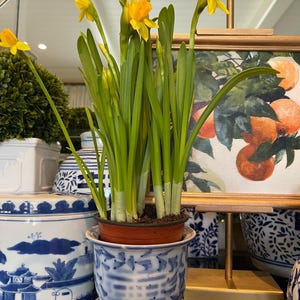 Blue and White Chinoiserie Planter Drainage Dish Porcelain Cachepot Chinoiserie Grandmillennial Flowerpot plant lover gift Asian Home Decor