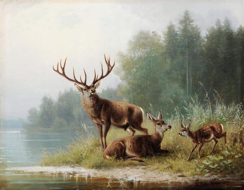 Fawn Deer Wall Art Print Stag & Doe Woodland Scene Romantic Forest ...