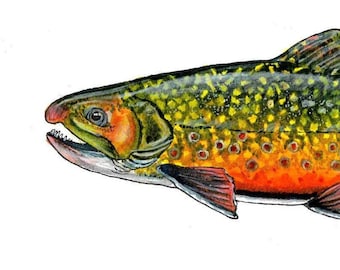 Brook Trout In Watercolor Brush Pens