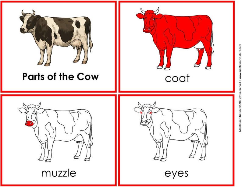 Montessori Cow Life Cycle & Parts of a Cow | Homeschool Classroom ...