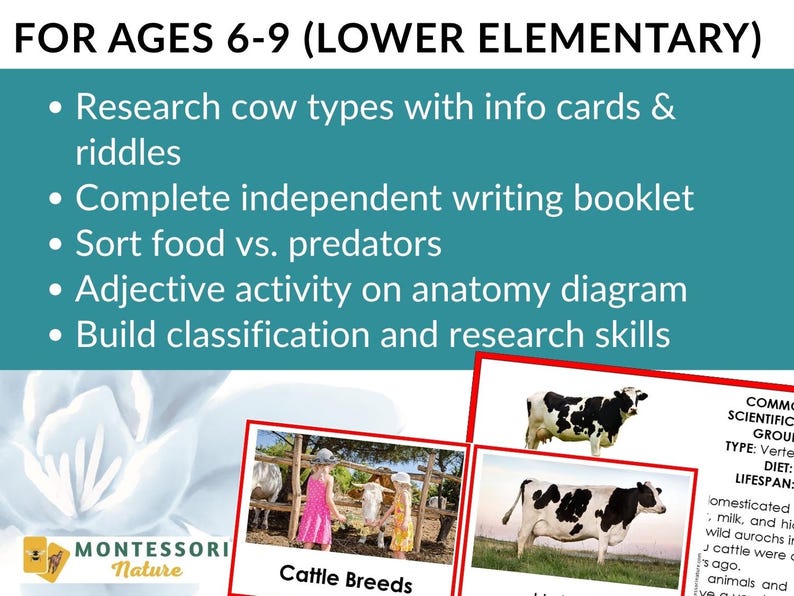Montessori Cow Life Cycle & Parts of a Cow | Homeschool Classroom ...