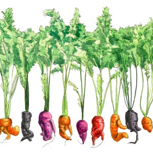Funky Carrots Watercolor Art Print
