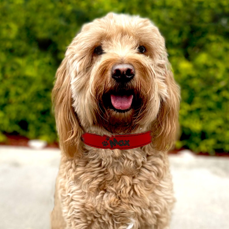 Op de afbeelding: Een gouden doodle hond met een rode halsband. De halsband heeft de naam "Max" in groene letters met pootafdrukken. De hond kijkt in de camera met zijn mond open en tong uit.