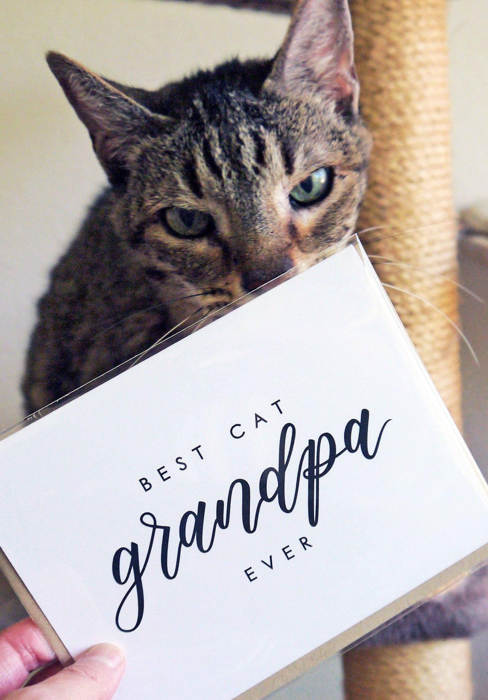 Best Cat Grandpa Ever Card Cat Grandpa Card Pet Grandparent Etsy