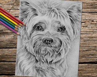 Yorkie Coloring Page Etsy