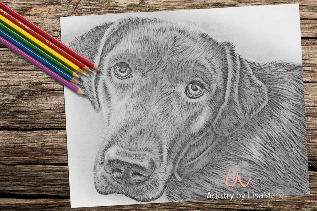 Labrador Coloring Book Page Adult Coloring Book Coloring - Etsy