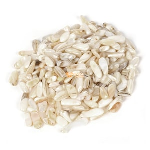 May include: A pile of white, iridescent, oval-shaped seashells. The shells are smooth and have a natural, organic texture.