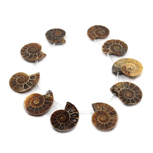 May include: A string of ten brown ammonite fossil beads, each with a unique spiral pattern. The beads are strung on a clear elastic cord.