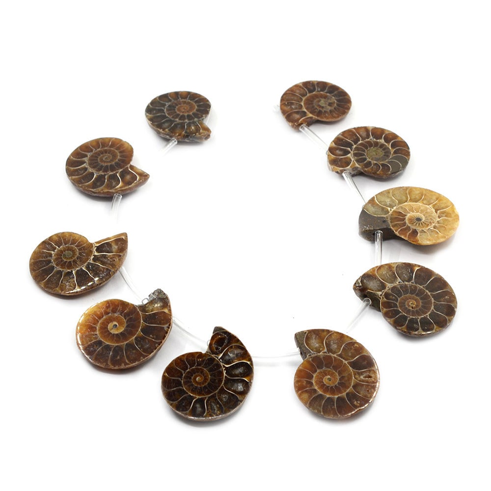 0089  10pcs Side drilled Ammonite fossil loose gemstone beads 25mm to…