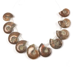 0521   10pcs Side drilled Ammonite fossil loose gemstone beads 22mm to 36mm