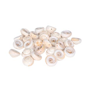 May include: A pile of white and cream-colored seashells with a spiral pattern. The shells are smooth and glossy.