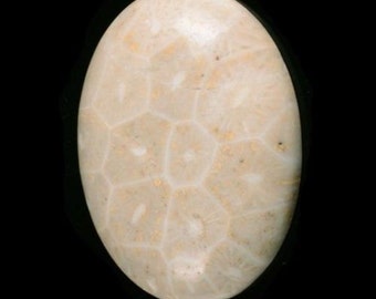 25mm Coral fossil oval flatback cab cabochon