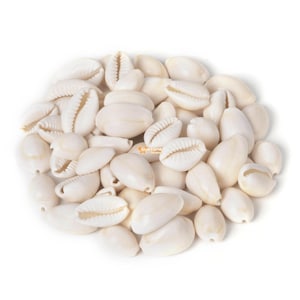 May include: A pile of white cowrie shells, a type of sea shell often used in crafts and jewelry making.
