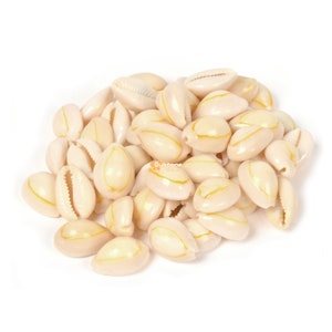 May include: A pile of white cowrie shells with a yellow stripe down the center. The shells are smooth and glossy.