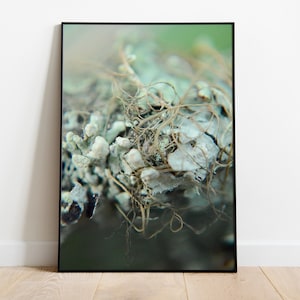 May include: A close-up of a cluster of light green and white lichen with brown strands of moss. The lichen has a soft, textured appearance.