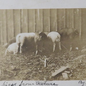 Politicians In The Making - Original 1911 Pig In The Trough RPPC Real Photo Postcard