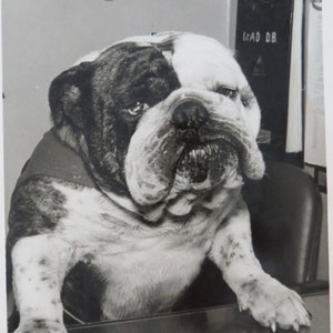 May include: Black and white photograph of a bulldog sitting at a desk. The dog has a distinctive coat pattern with patches of black and white. The dog is sitting behind a desk with a document in front of it. The background includes office equipment.