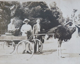 Awesome 1910's Ostrich Cart Family Vacation RPPC Real Photo Postcard