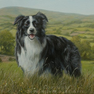 Border Collie Dog Art Portrait. Original Painting by UK artist JOHN SILVER B.A. 45 x 35 cm on stretched canvas image 1