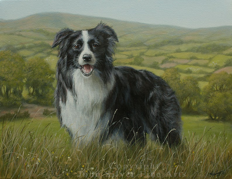 Border Collie Dog Art Portrait. Original Painting by UK artist JOHN SILVER B.A. 45 x 35 cm on stretched canvas image 1