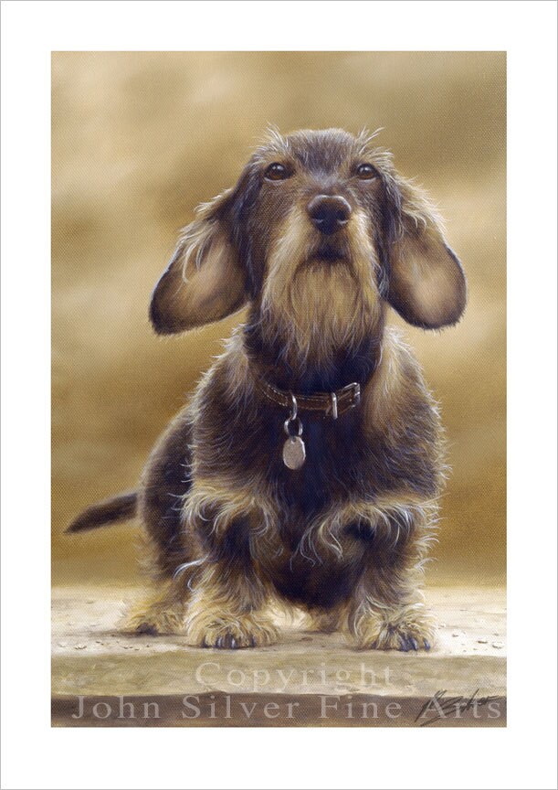 large wire haired dachshund