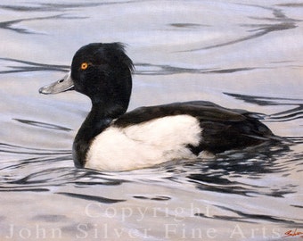 Aceo Bird Print, Tufted Duck. Waterfowl. From an Original Painting by JOHN SILVER. Personally signed. BD002AC