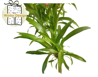 Spider Plant, Chlorophytum Comosum, Hanging Basket Plant