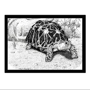 Indian Star Tortoise Pen and Ink Print, Reptile, Tortoise
