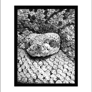 Tortuga Island Rattlesnake Pen and Ink Print, Reptile, Snake