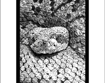 May include: A black and white pen and ink drawing of a rattlesnake coiled up with its head facing the viewer. The snake's scales are detailed and the drawing is signed by the artist.
