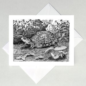 Box Turtle Note Cards