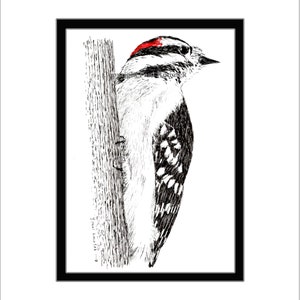 Downy Woodpecker Pen and Ink Print