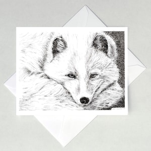 Cartes de correspondance renard arctique