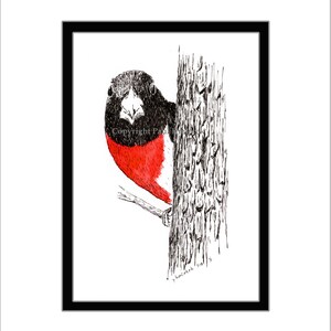 Rose-Breasted Grosbeak Pen and Ink Print