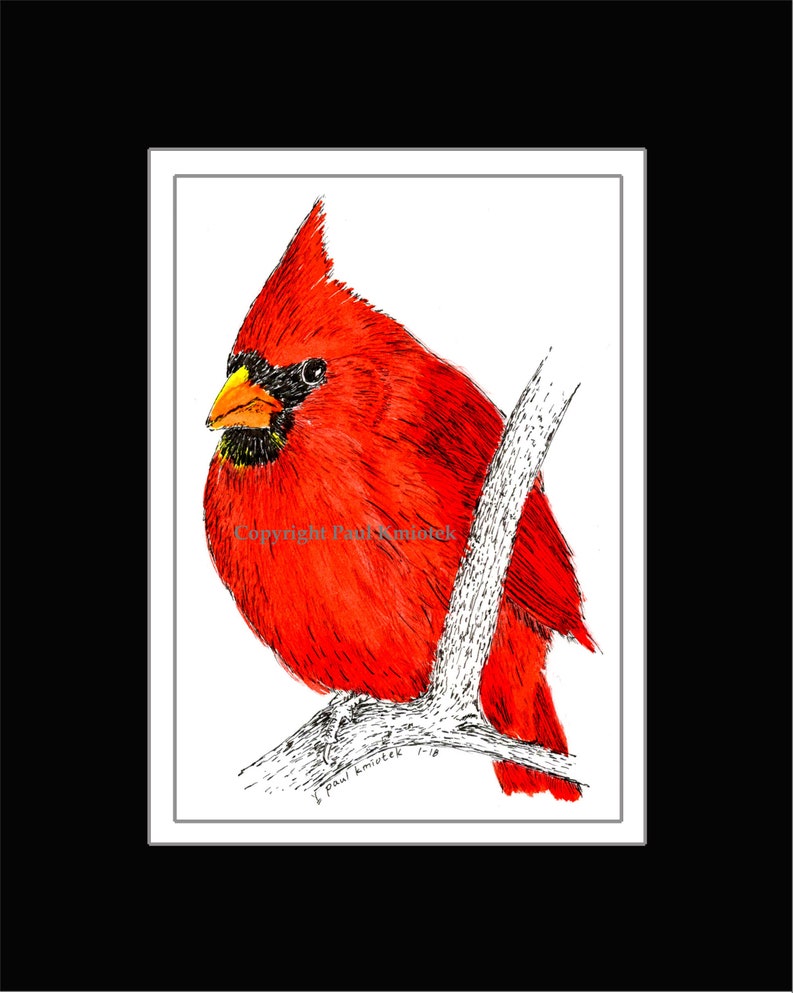 Cardinal Pen and Ink Print - Etsy