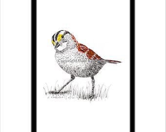 White-throated Sparrow Pen and Ink Print