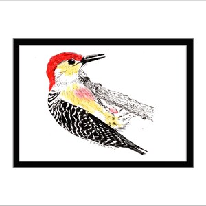 Red-bellied Woodpecker Pen and Ink Print