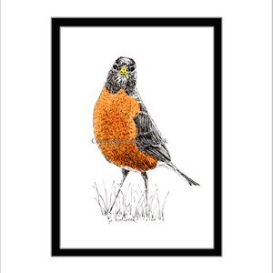 American Robin Pen and Ink Print